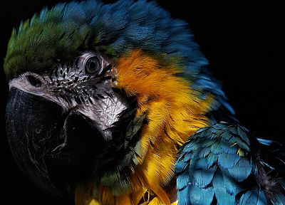 birds, parrots, Blue-and-yellow Macaws - related desktop wallpaper