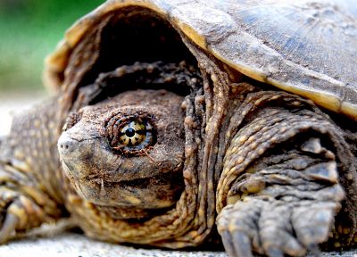 close-up, turtles, tortoises - random desktop wallpaper