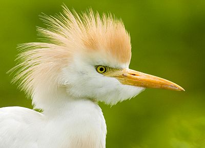 birds, egrets - desktop wallpaper