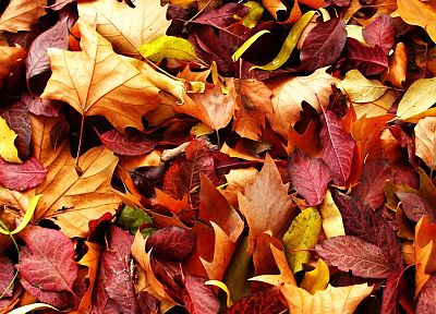 nature, autumn, leaves - related desktop wallpaper