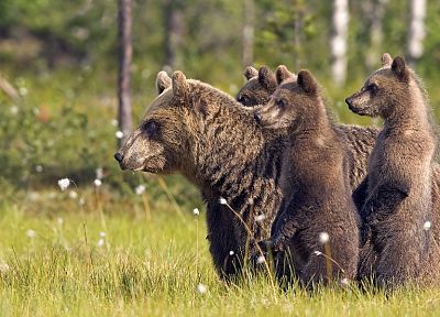 animals, wildlife, bears - duplicate desktop wallpaper