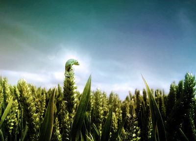 chameleons, fields, skyscapes - random desktop wallpaper
