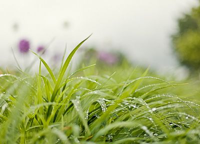 nature, grass, water drops, depth of field, blurred background - related desktop wallpaper