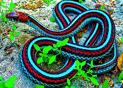 snakes, reptiles, Garter Snakes - desktop wallpaper