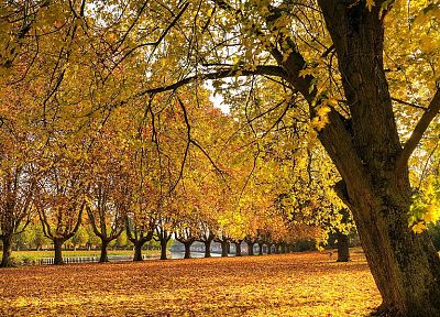 landscapes, nature, trees, autumn - random desktop wallpaper