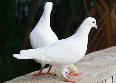 animals, pigeons - desktop wallpaper