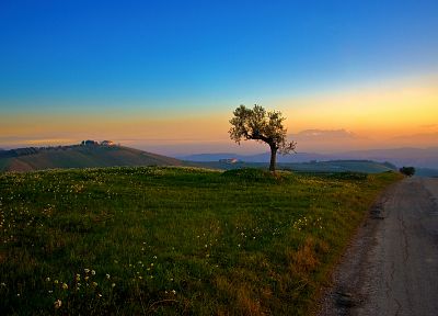sunset, landscapes, nature, trees, fields, roads, blue skies - related desktop wallpaper