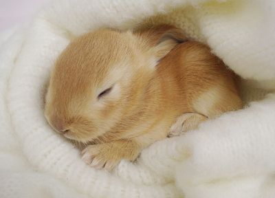 bunnies, animals, rabbits, baby animals - desktop wallpaper