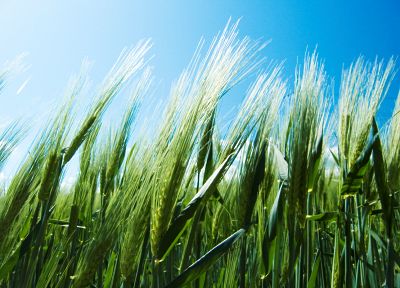 nature, wheat, blue skies - desktop wallpaper