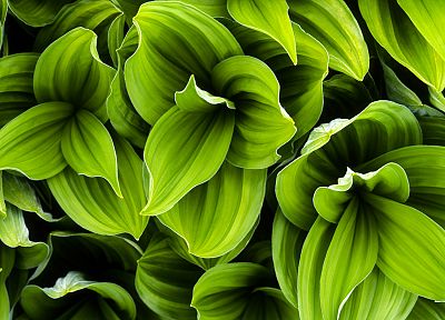 leaves, plants - random desktop wallpaper