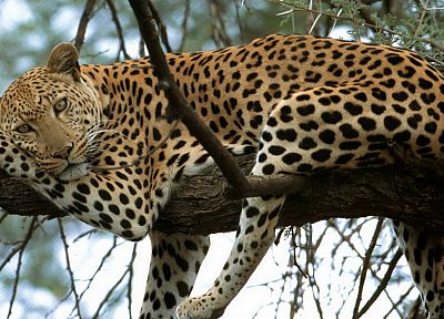 nature, trees, animals, feline, leopards - random desktop wallpaper