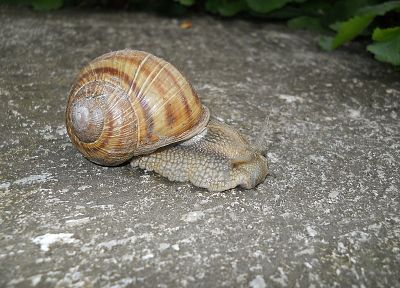 animals, snails - related desktop wallpaper