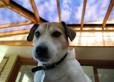 animals, dogs, Jack Russell terrier - random desktop wallpaper