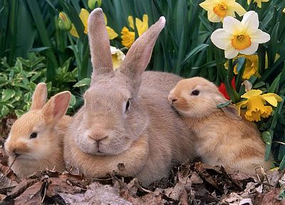 animals, rabbits - random desktop wallpaper