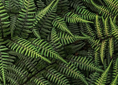 plants - desktop wallpaper