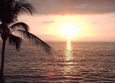 water, nature, palm trees, beaches - desktop wallpaper