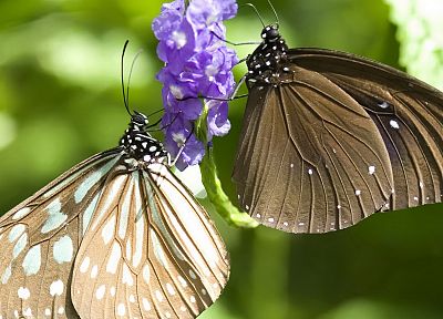 insects, butterflies - duplicate desktop wallpaper