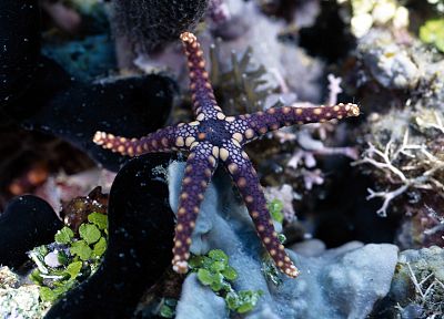 nature, starfish, sea - desktop wallpaper