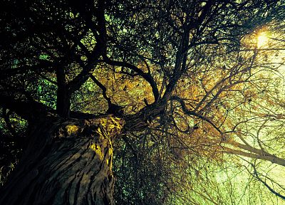 nature, trees - desktop wallpaper