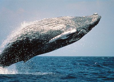 blue, ocean, nature, back, Life magazine, jumping, US Marines Corps, whales, humpback whales - related desktop wallpaper