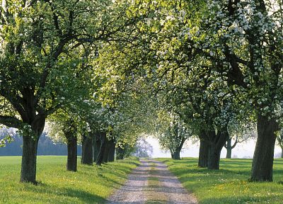 trees, fields, spring, roads - related desktop wallpaper