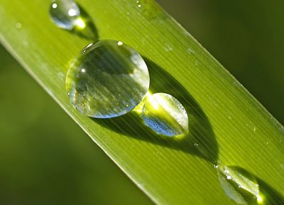 green, nature, plants, water drops, dew - desktop wallpaper