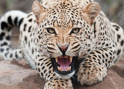 animals, leopards - duplicate desktop wallpaper