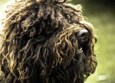 dogs, long hair, fur, depth of field, photo manipulation - desktop wallpaper