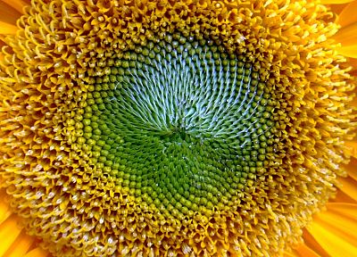 close-up, nature, flowers, sunflowers - random desktop wallpaper