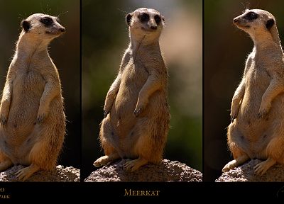 San Diego, meerkats - duplicate desktop wallpaper