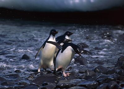 water, stones, penguins - related desktop wallpaper