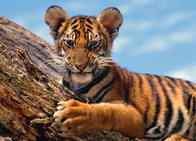 nature, animals, tigers - duplicate desktop wallpaper