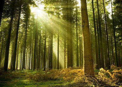 Sun, trees, forests - desktop wallpaper