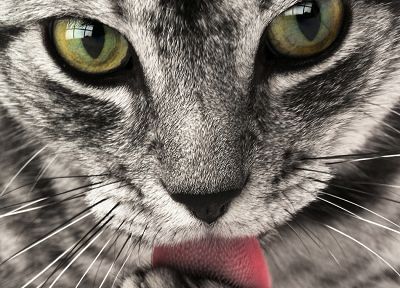 cats, animals, licking, tongue - desktop wallpaper