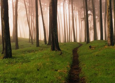 nature, trees, forests, fog, mist, woods - duplicate desktop wallpaper