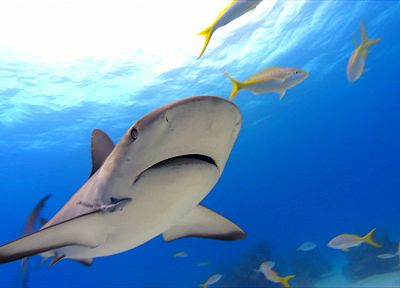 sharks, predators - duplicate desktop wallpaper