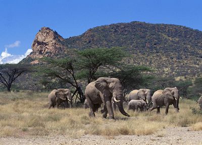 mountains, trees, animals, elephants, baby elephant, baby animals - related desktop wallpaper