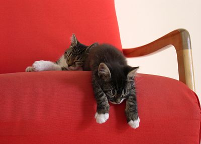 cats, animals, kittens, pets - desktop wallpaper