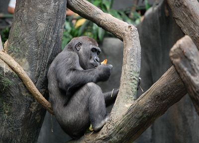 animals, monkeys - related desktop wallpaper