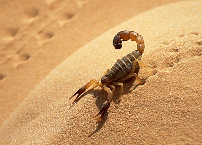 deserts, sahara, scorpions, Algeria - desktop wallpaper