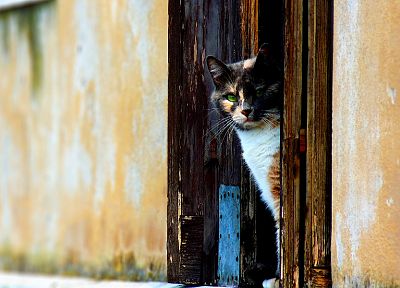 cats, animals, doors - related desktop wallpaper