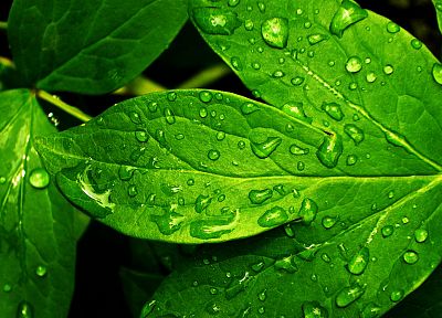 green, nature, rain, leaves, plants, water drops, dew - desktop wallpaper