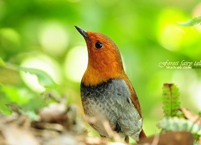 birds, animals, Japanese, robins - duplicate desktop wallpaper