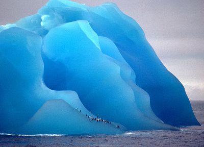 blue, ocean, penguins - duplicate desktop wallpaper