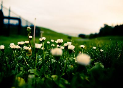 green, close-up, nature, flowers, grass, daisy - desktop wallpaper