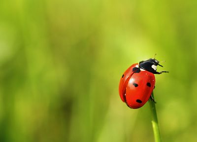 nature, insects, depth of field, ladybirds - desktop wallpaper