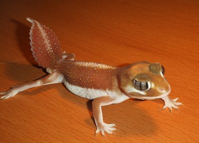 lizards, reptiles - desktop wallpaper