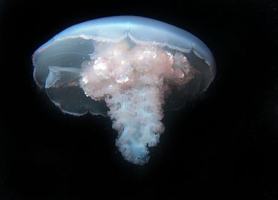 jellyfish - related desktop wallpaper