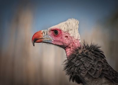 birds, vultures - duplicate desktop wallpaper