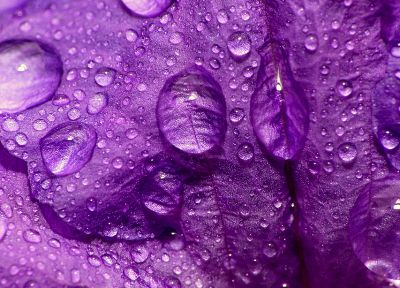 close-up, nature, flowers, purple, water drops, macro, flower petals - random desktop wallpaper